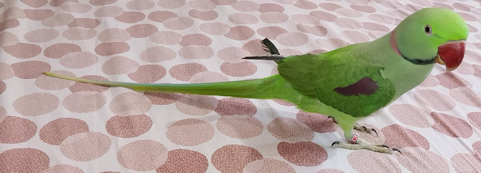 Raw parrots 4