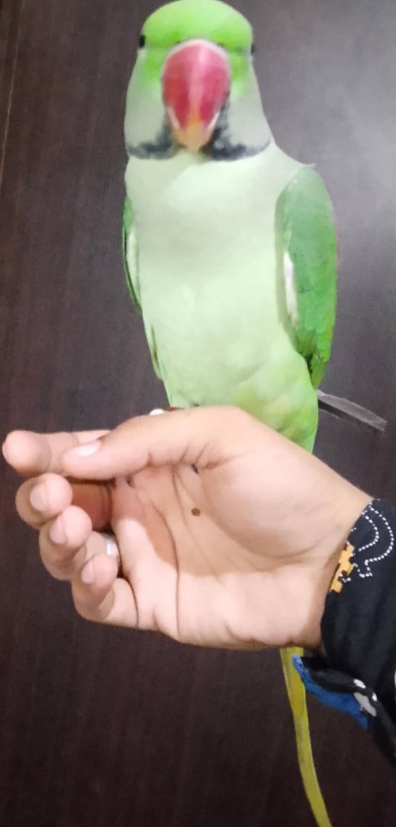 Raw parrots 5