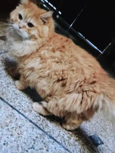 prshan cat