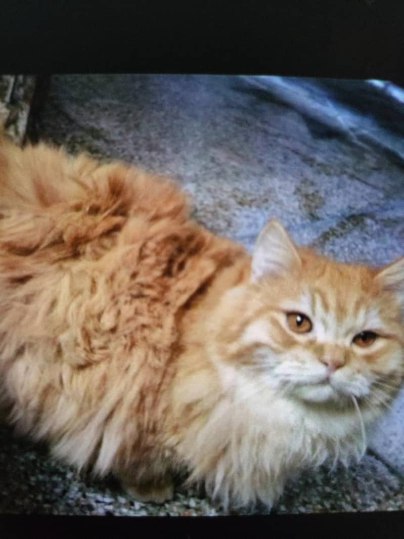 prshan cat 1