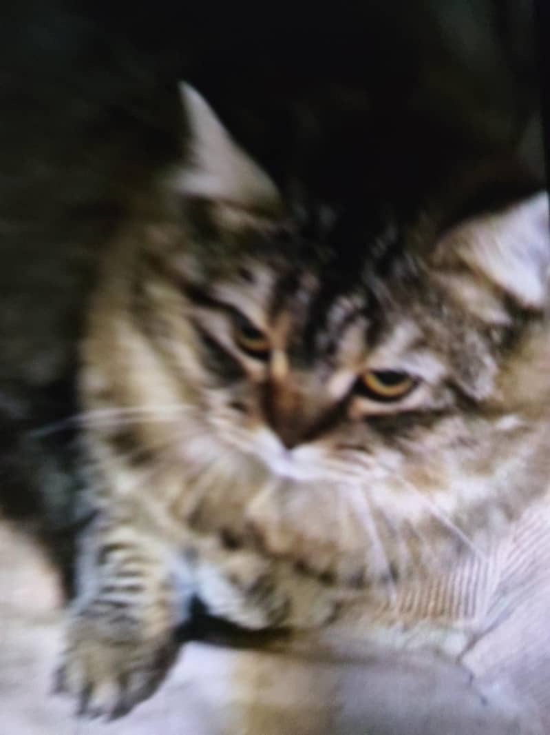 prshan cat 2