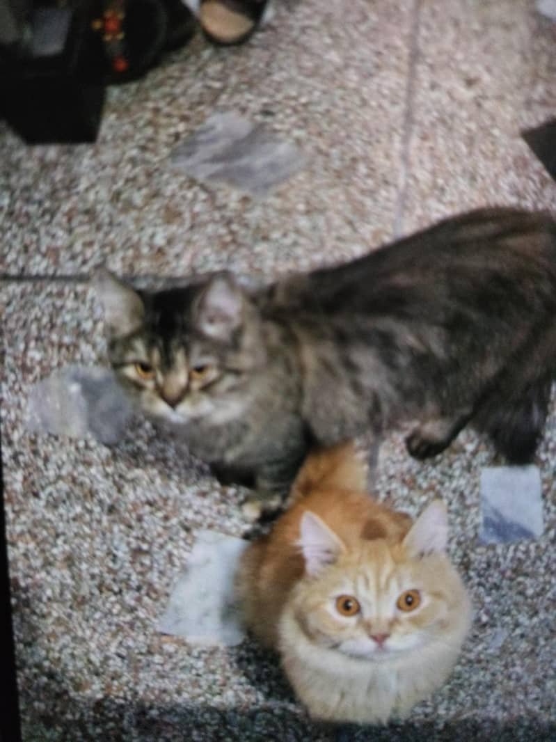 prshan cat 3