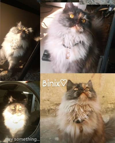 Persian Cat