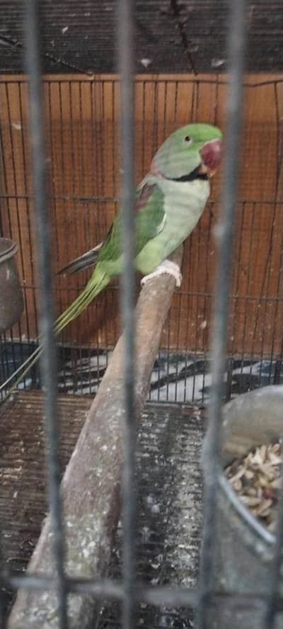 selling Raw parrot