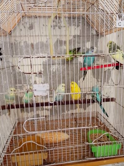 Australian bird breeder pair