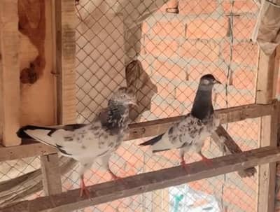 Pigeon for sale