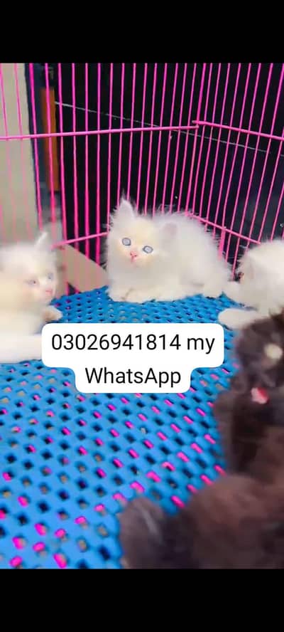 Persian cat for sale male or female healthy or active