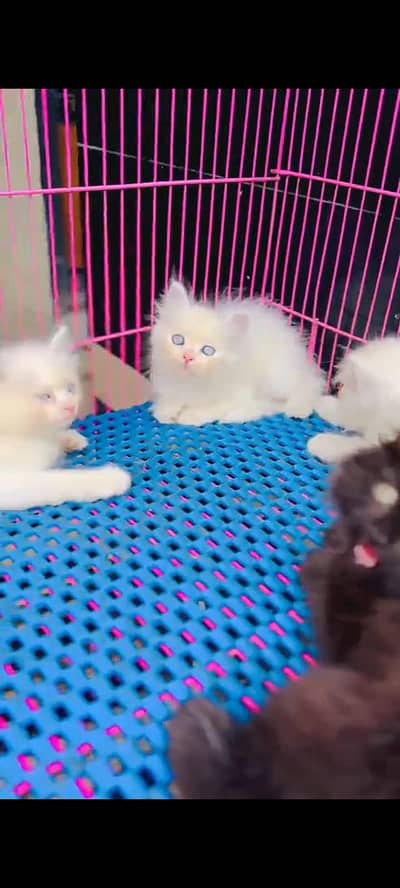 Persian cat for sale male or female healthy or active