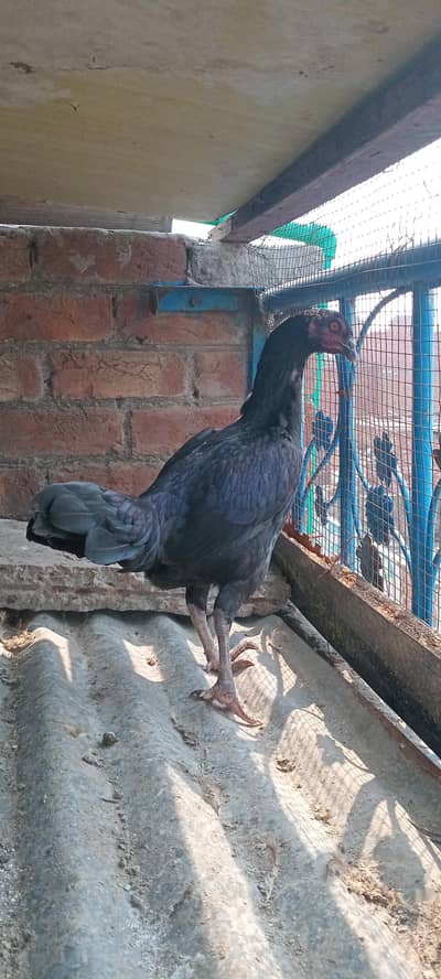 aseel pure Thai breeder female and male