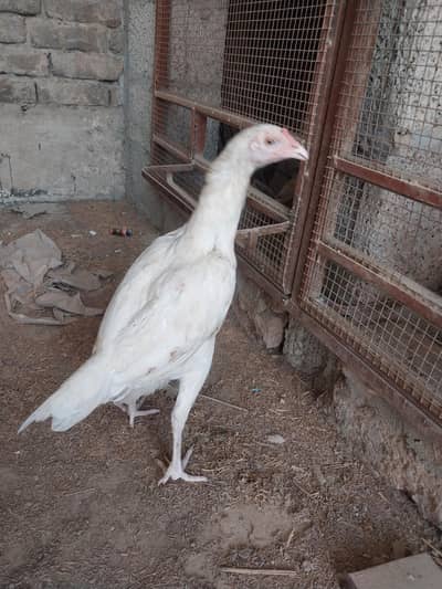 heera aseel hen