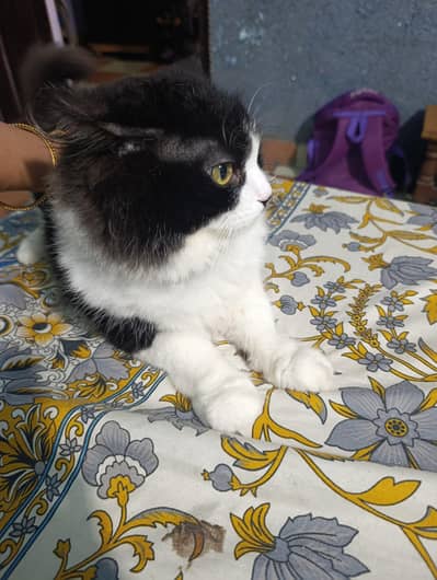 Persian male for adoption