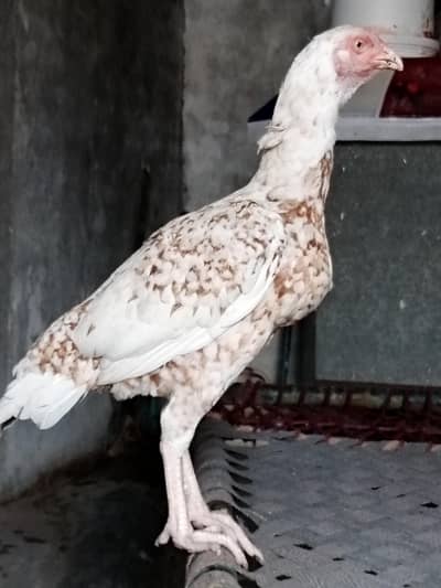 Pute Jumbo size ki madi hai