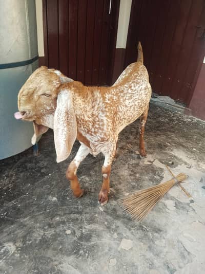 desi Bakra for sale