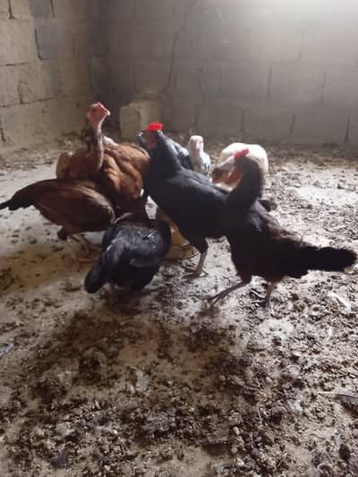 Aseel and pure dasi eggs laying 0311 5278337