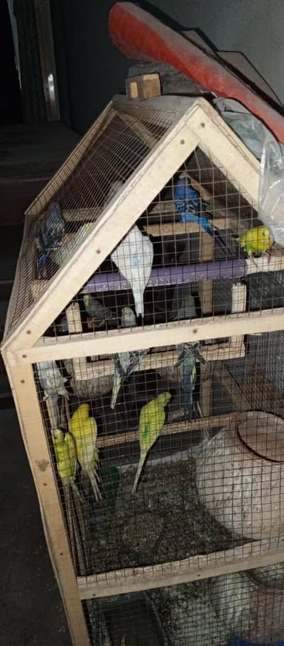 Australian Birds