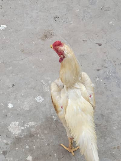 white shamo