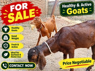 Bakray For Sale – Healthy & Active