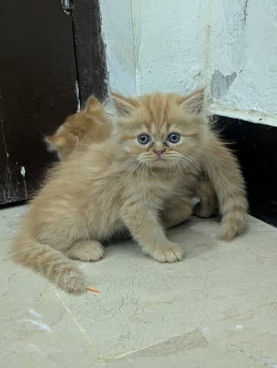 Adorable Persian Kittens for sale – Cute, Healthy & Active