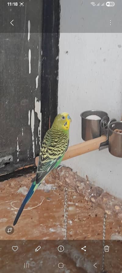 male budgie, female love bird