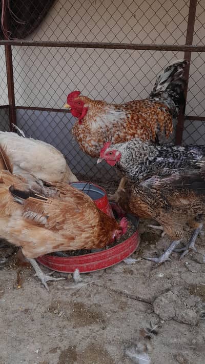misri egg laying 2 males 5 females
