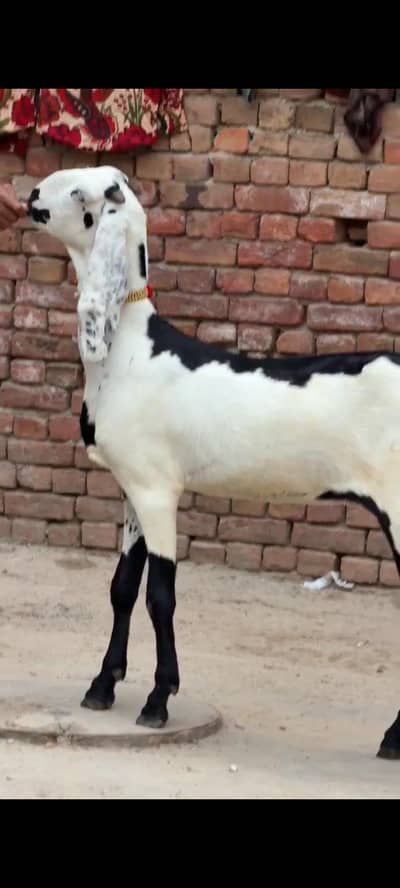 Masallah extreme quality ma female kaali dabbi  Ag 2 dant