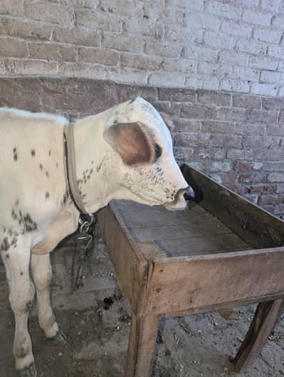 cow for sale