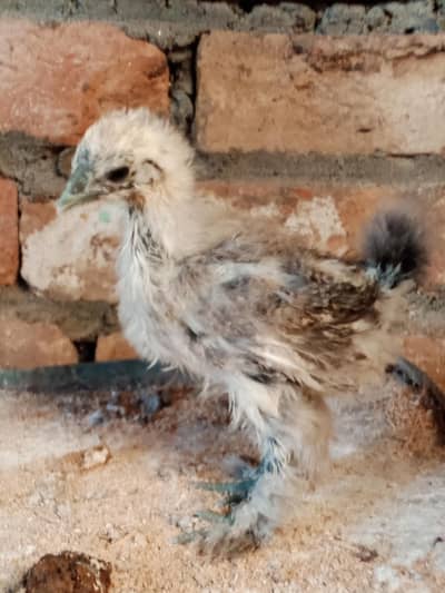 Black silkie chiks age 1.5 month