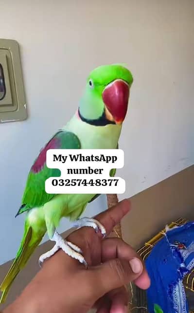 Kashmir Raw Paroot 8month age for sale