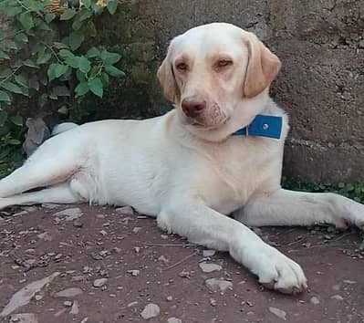 labra dog