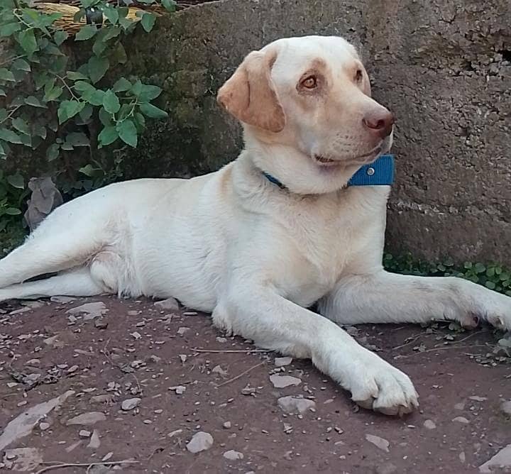 labra dog 1