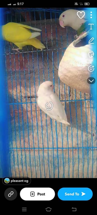 white red eye albino breeder pair#Austaliyan Breeder pair for sale