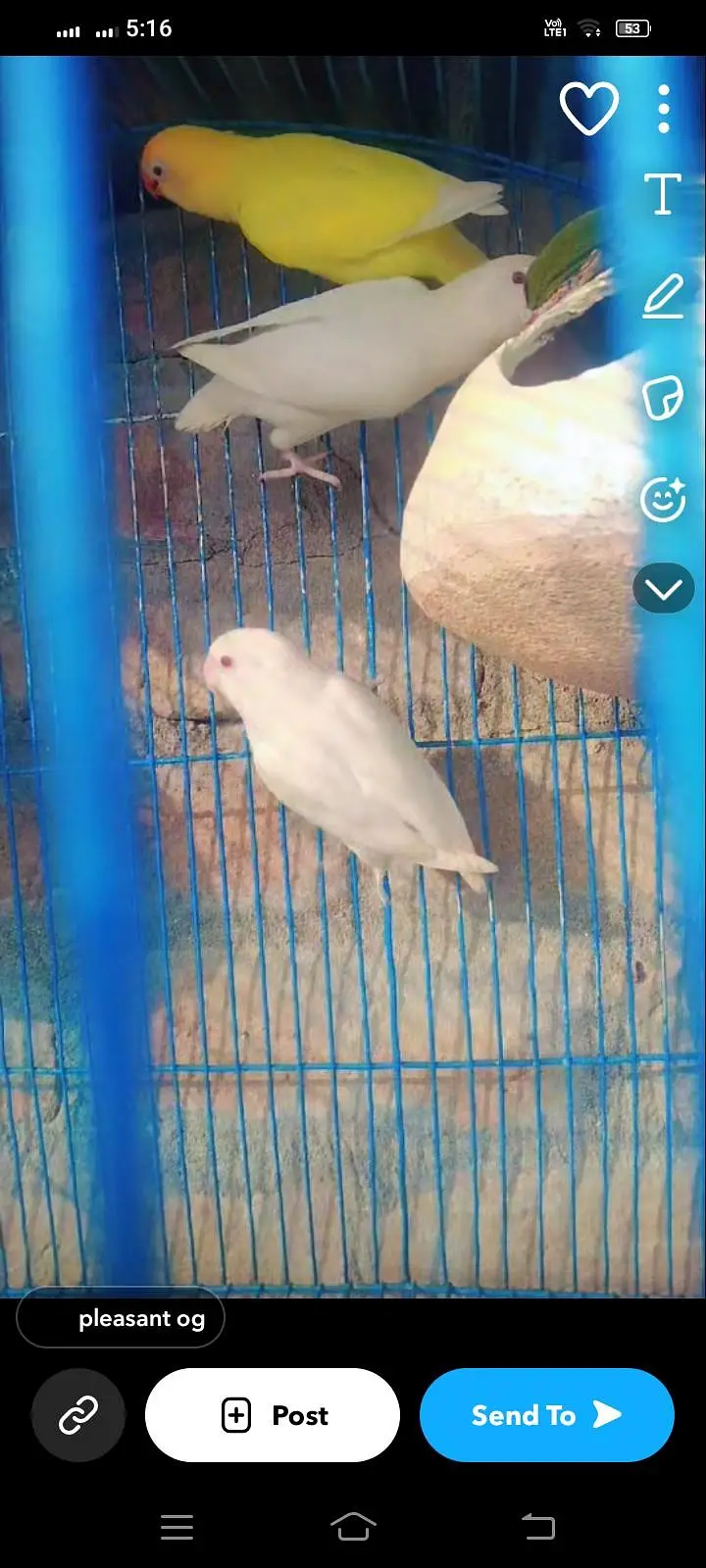 white red eye albino breeder pair#Austaliyan Breeder pair for sale — photo 2