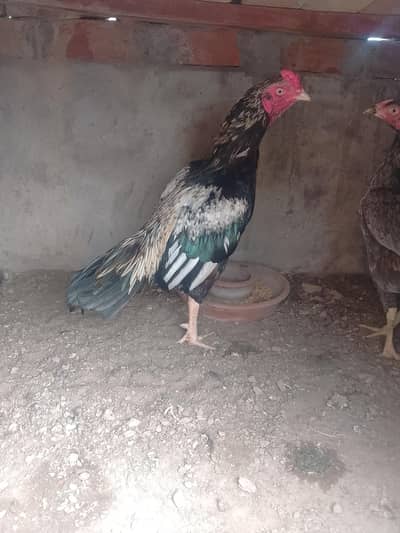 ** Mianwali Pair & | Healthy & Active**