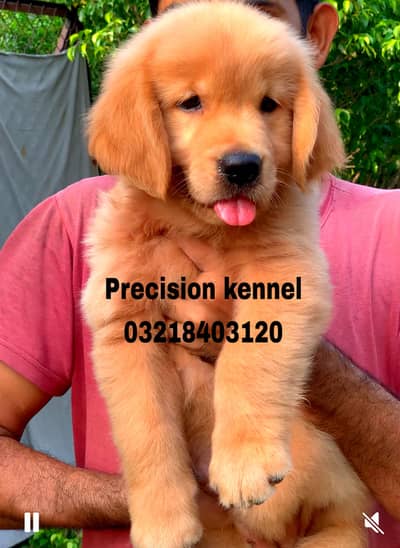 Golden retriever imported pedigreed puppies available for sale