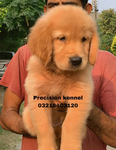 Golden retriever imported pedigreed puppies available for sale