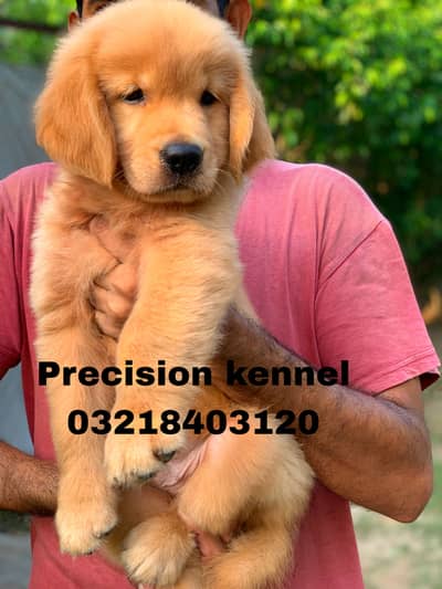 Golden retriever pedigreed Imported Blood Lines puppies for sale
