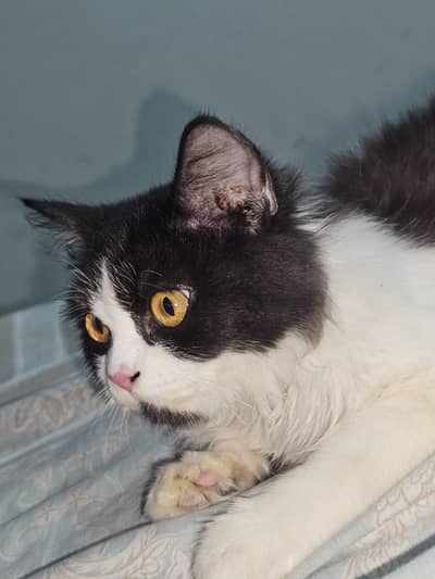 Persian cat double coated