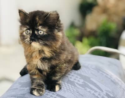 Munchkin kitten