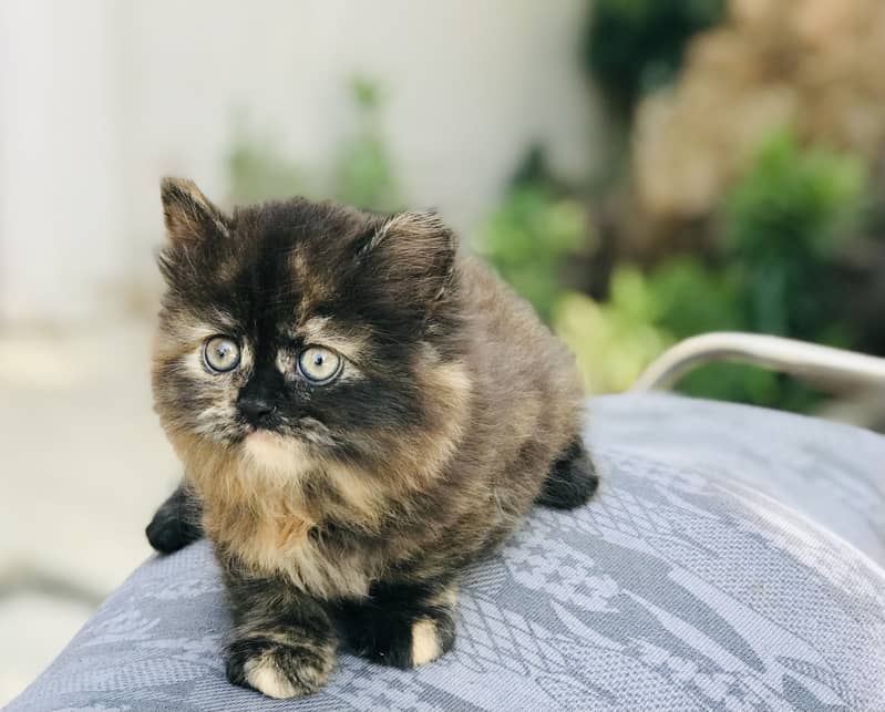 Munchkin kitten 1