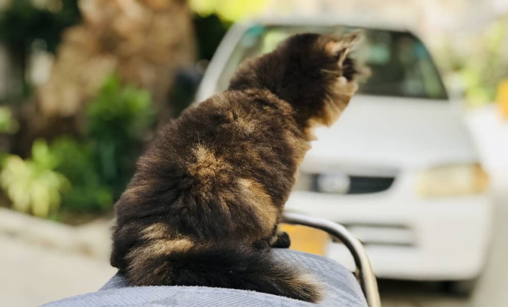 Munchkin kitten 2