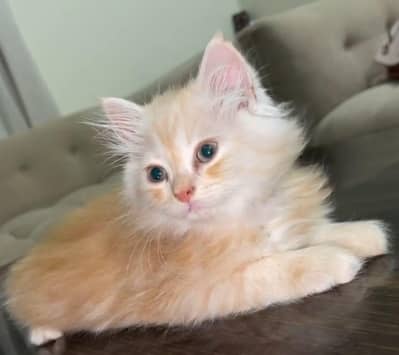 Male kitten