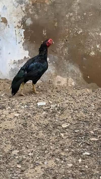 black mianwali mushka