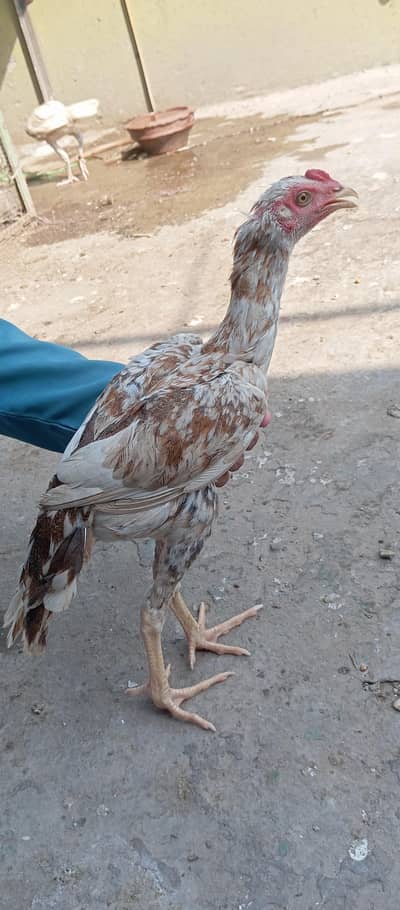Urgent Sale: Active Pure Aseel Pair Available (5-6 Months)