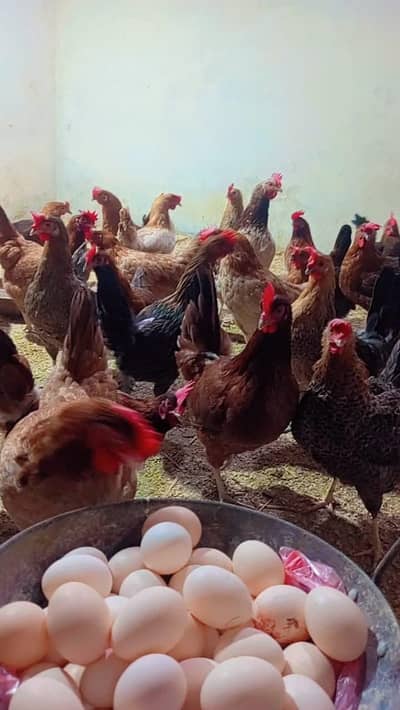 Desi eggs/ Fresh organic eggs available. . . 03367349141