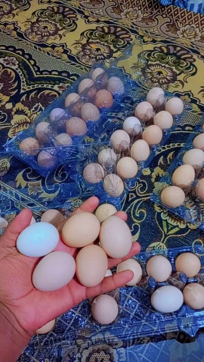 Desi eggs/ Fresh organic eggs available. . . 03367349141