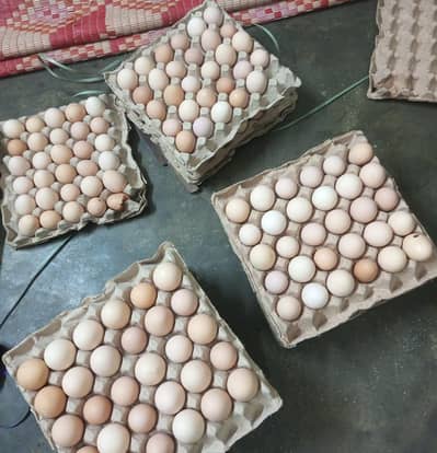 Desi eggs/ Fresh organic eggs available. . . 03367349141