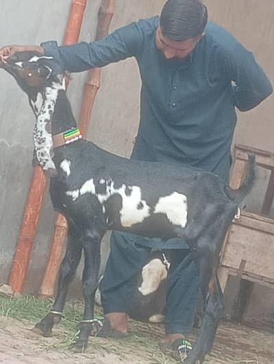 Beetal Bakra sale