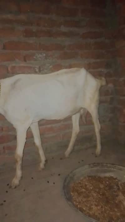 dono bakri gaban ha