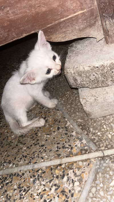 Parsion cat
