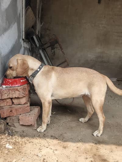 labrador female